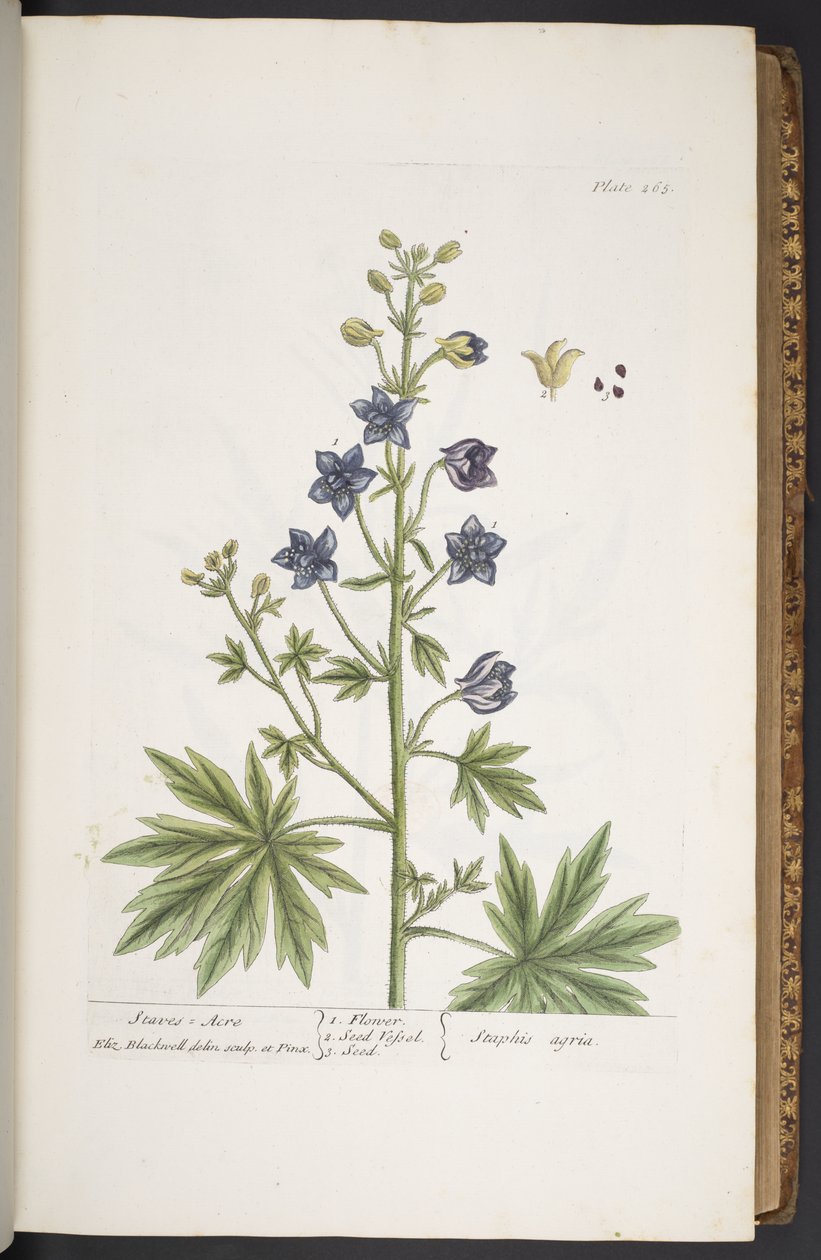 Levy 265, "A Curious Herbal" tekijältä Elizabeth Blackwell