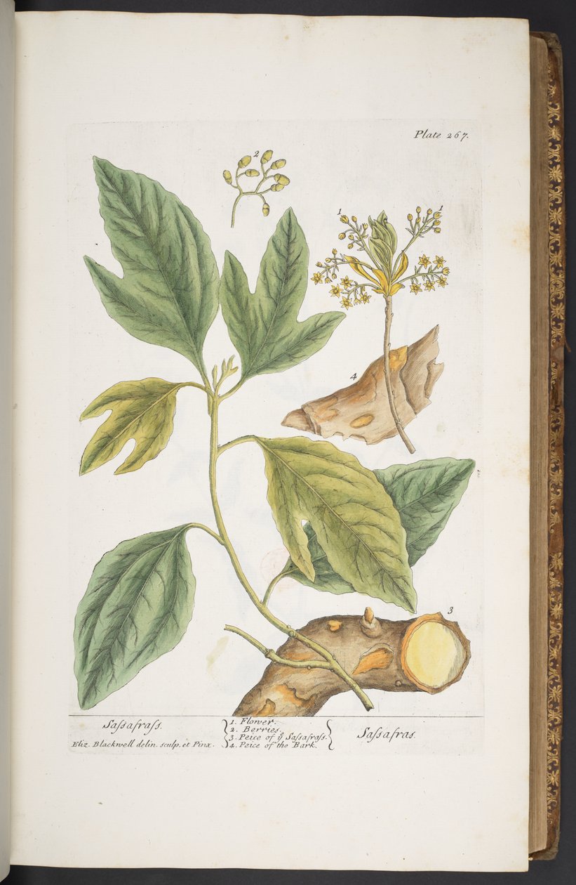 Levy 267, "A Curious Herbal" tekijältä Elizabeth Blackwell
