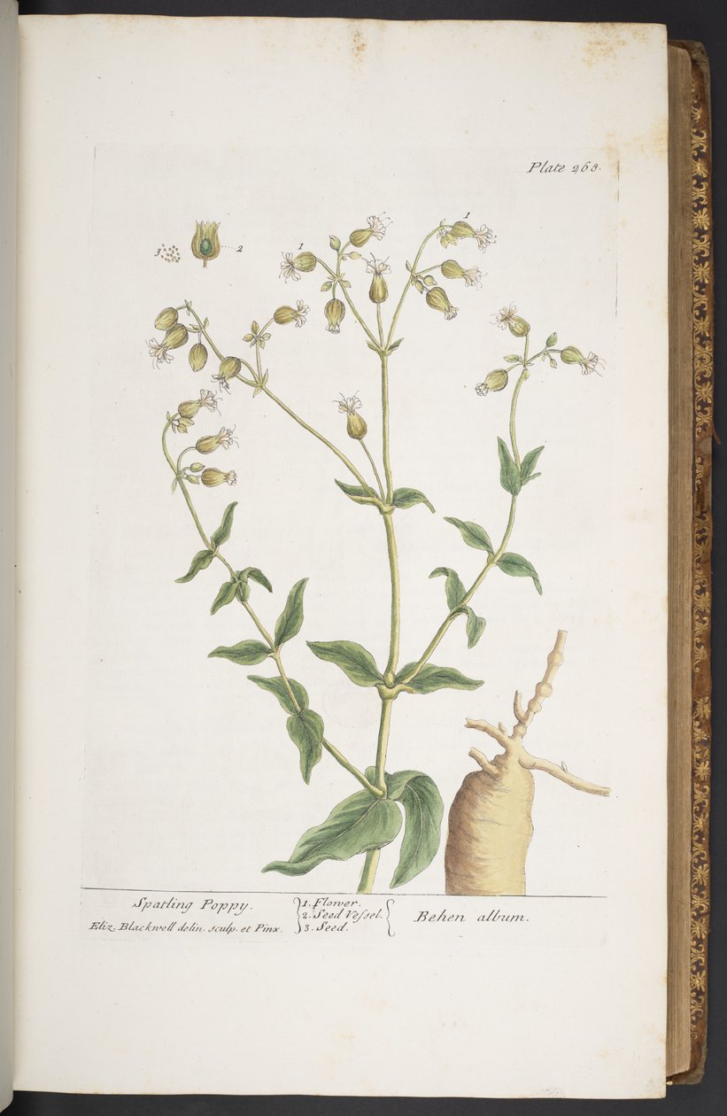 Levy 268, "A Curious Herbal" tekijältä Elizabeth Blackwell