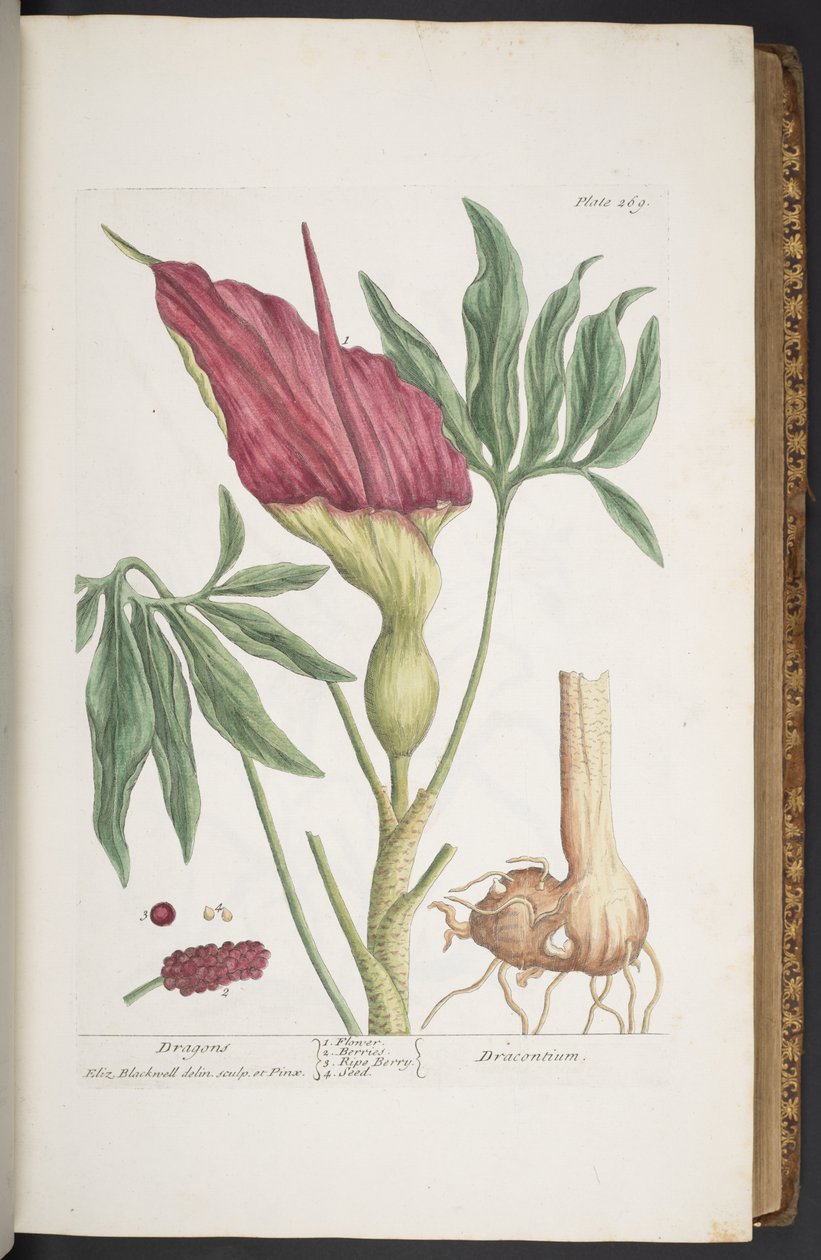 Levy 269, Dragons tai Dracontium, "A Curious Herbal" tekijältä Elizabeth Blackwell