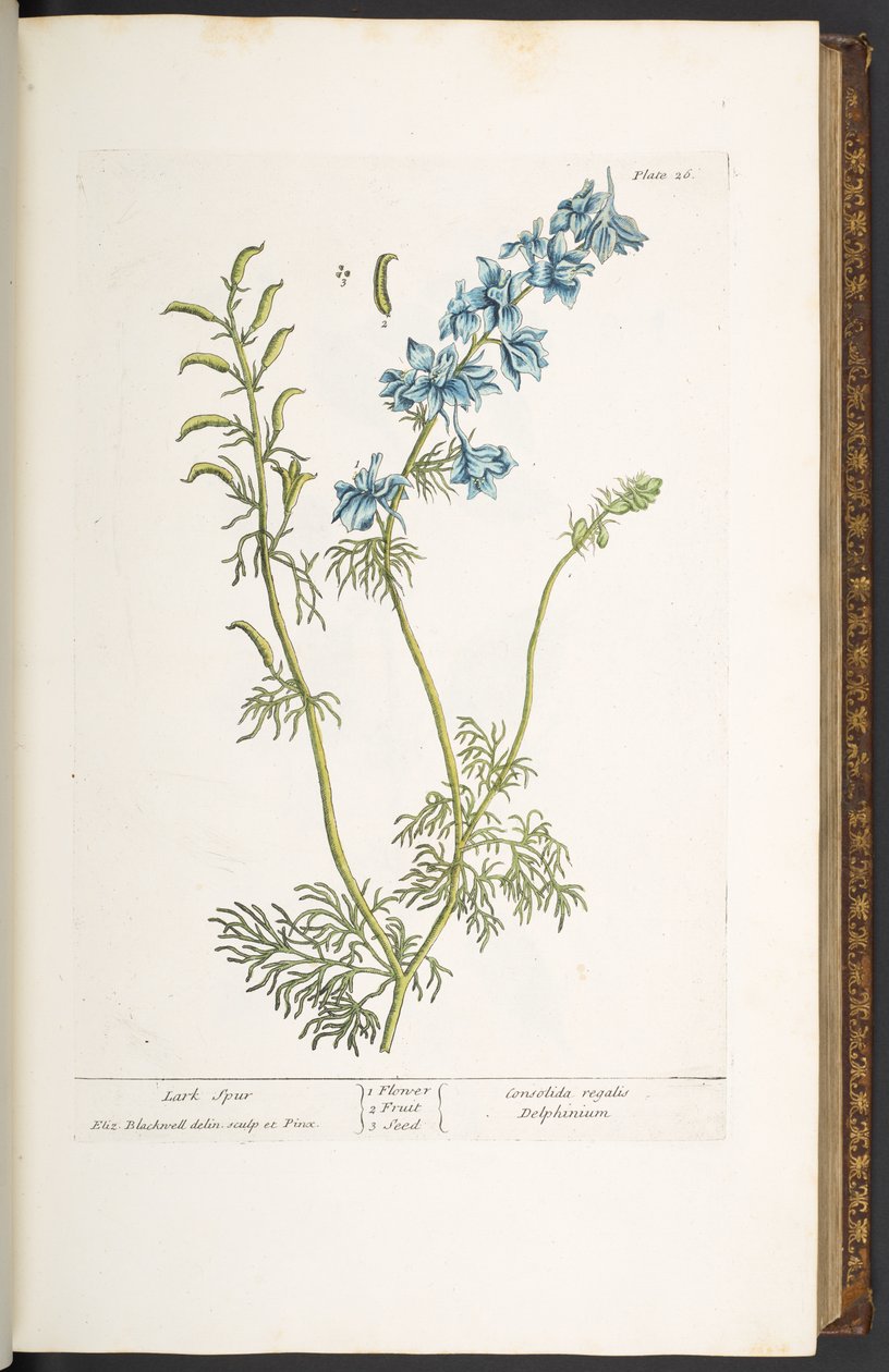 Levy 26, Lark Spur, "A Curious Herbal" tekijältä Elizabeth Blackwell
