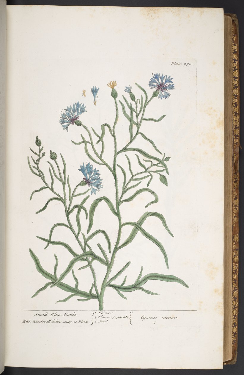 Lauta 270, pieni sininen pullo, "A Curious Herbal" tekijältä Elizabeth Blackwell