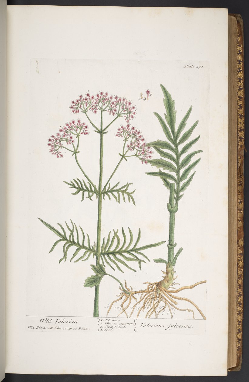 Levy 271, "A Curious Herbal" tekijältä Elizabeth Blackwell