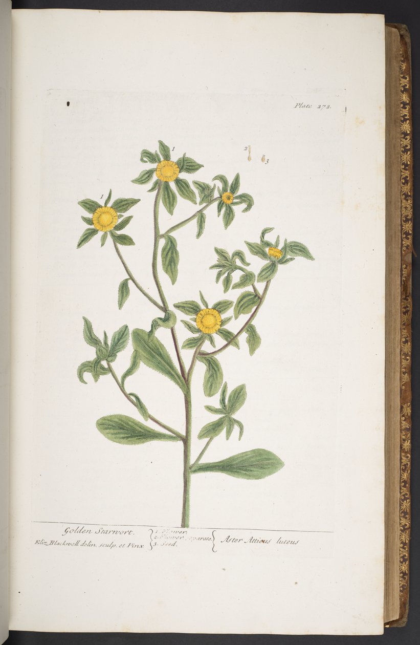 Levy 272, "A Curious Herbal" tekijältä Elizabeth Blackwell