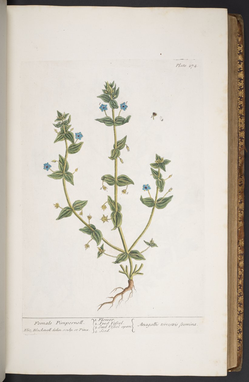 Levy 274, "A Curious Herbal" tekijältä Elizabeth Blackwell
