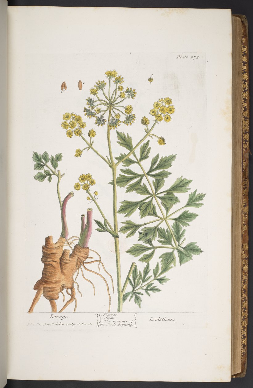 Levy 275, "A Curious Herbal" tekijältä Elizabeth Blackwell