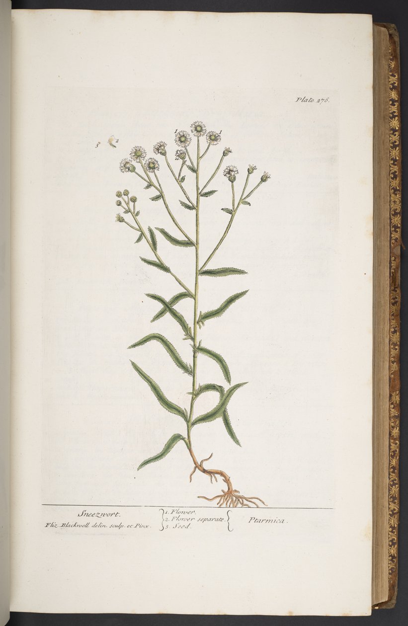Levy 276, "A Curious Herbal" tekijältä Elizabeth Blackwell