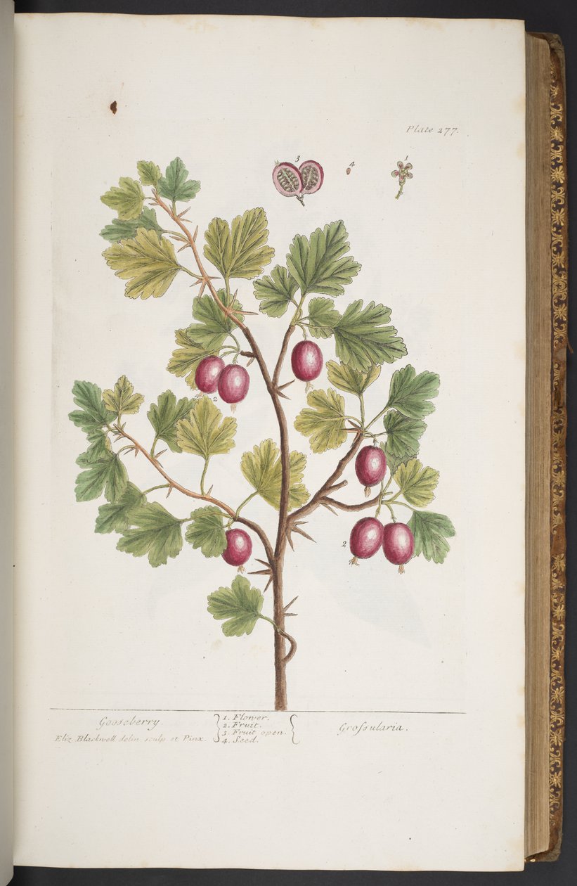Levy 277, "A Curious Herbal" tekijältä Elizabeth Blackwell