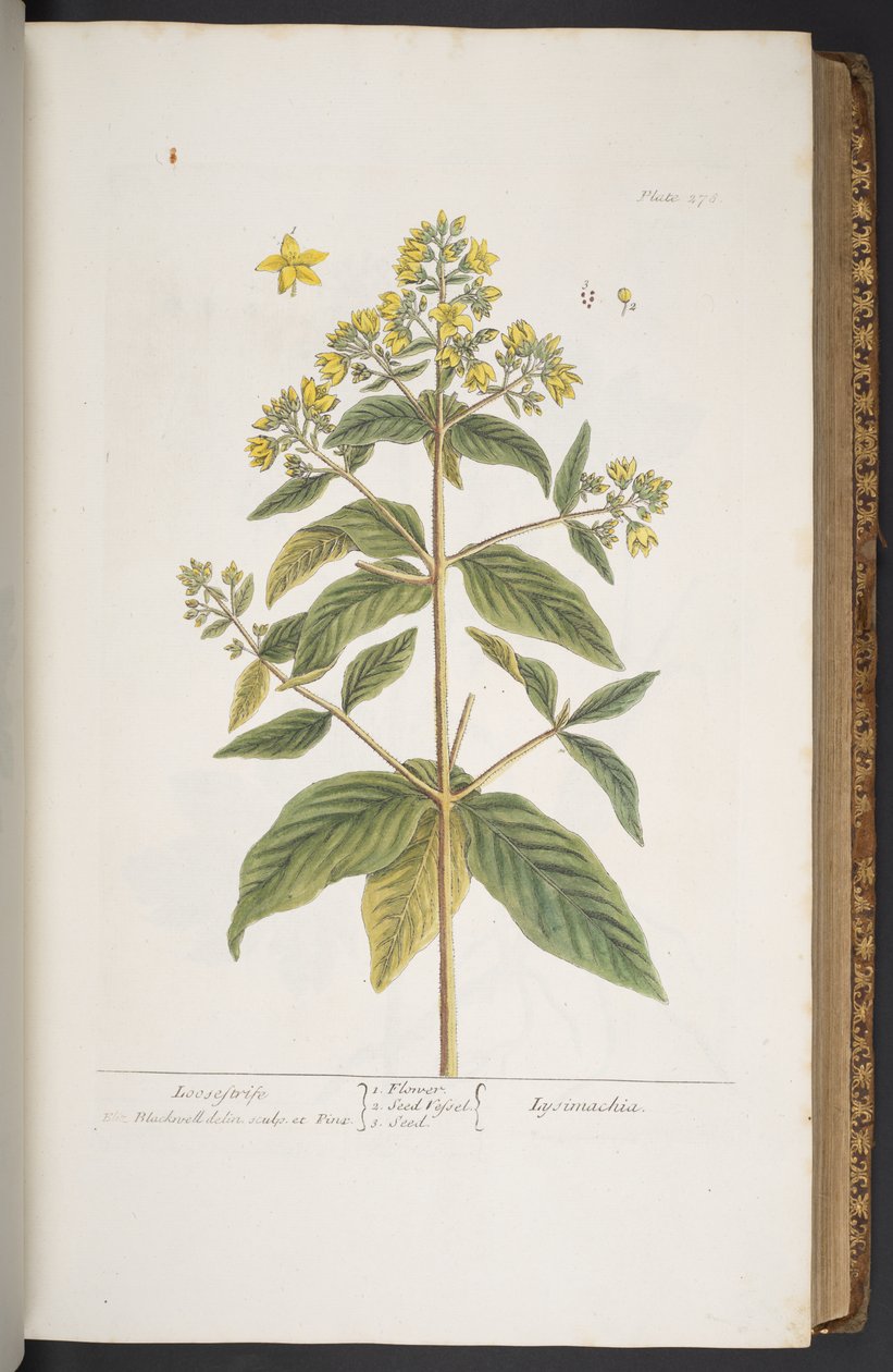 Levy 278, "A Curious Herbal" tekijältä Elizabeth Blackwell