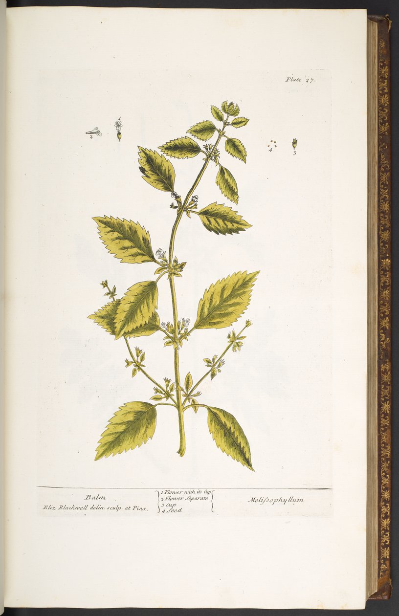 Levy 27, Balm, "A Curious Herbal" tekijältä Elizabeth Blackwell
