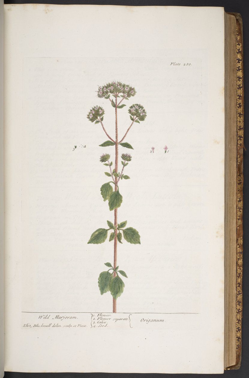 Levy 280, "A Curious Herbal" tekijältä Elizabeth Blackwell