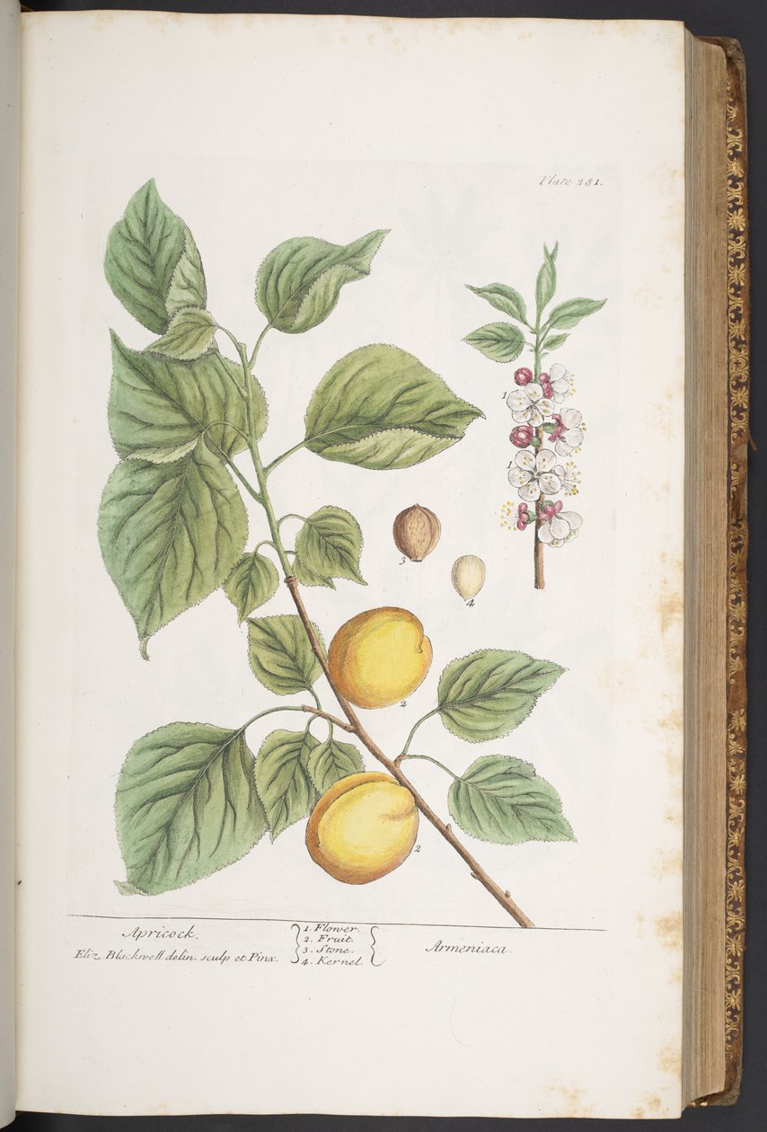 Levy 281, "A Curious Herbal" tekijältä Elizabeth Blackwell