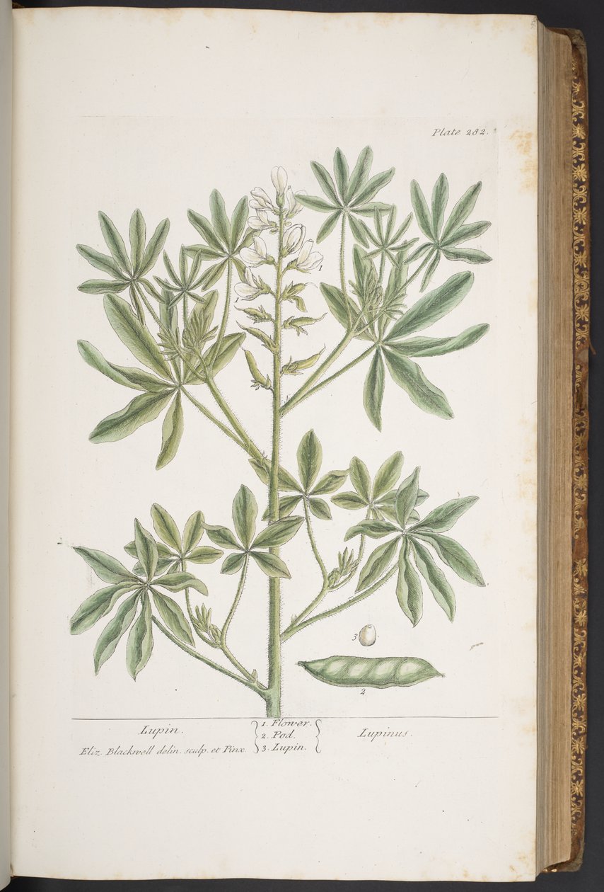 Levy 282, "A Curious Herbal" tekijältä Elizabeth Blackwell