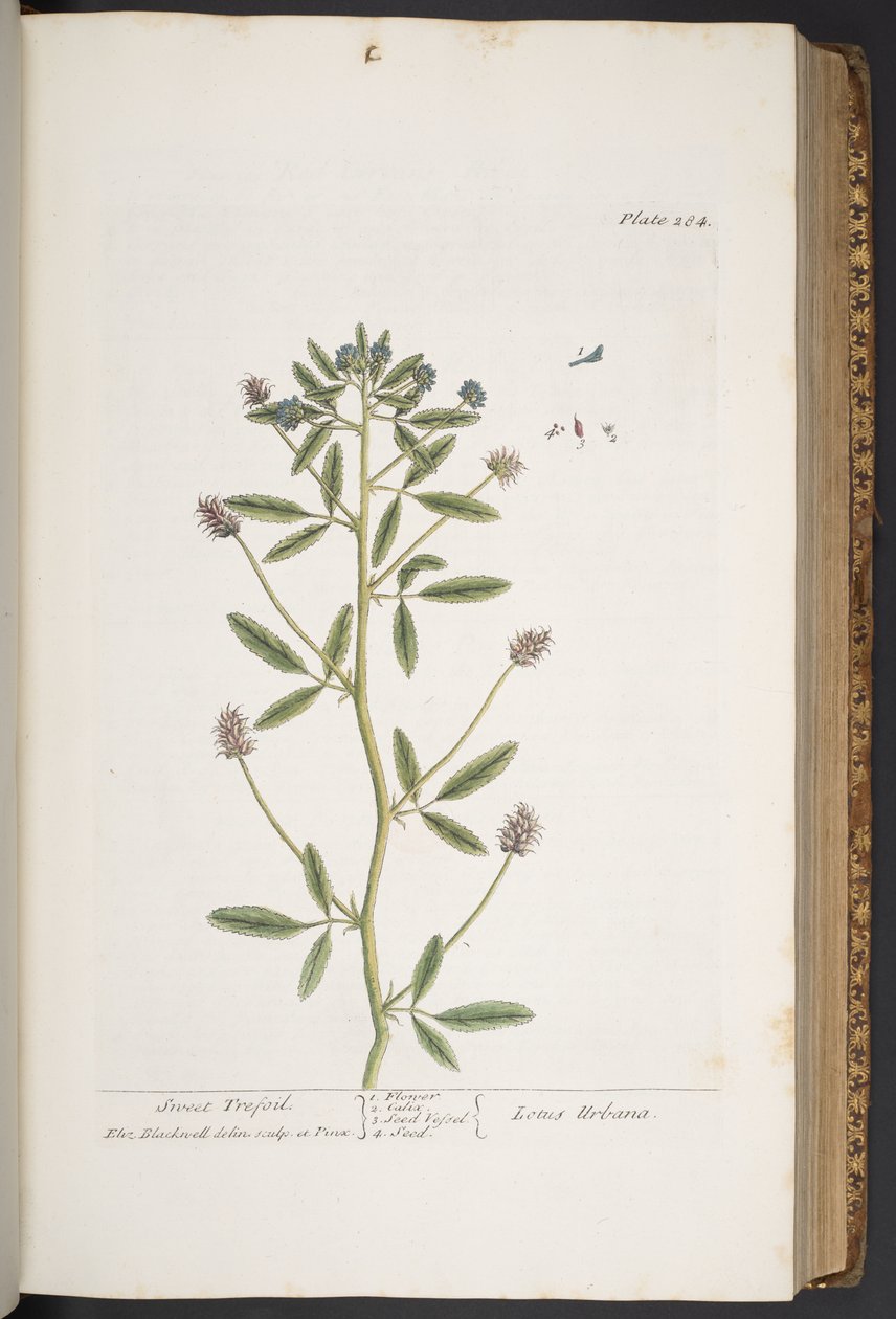 Levy 284, "A Curious Herbal" tekijältä Elizabeth Blackwell