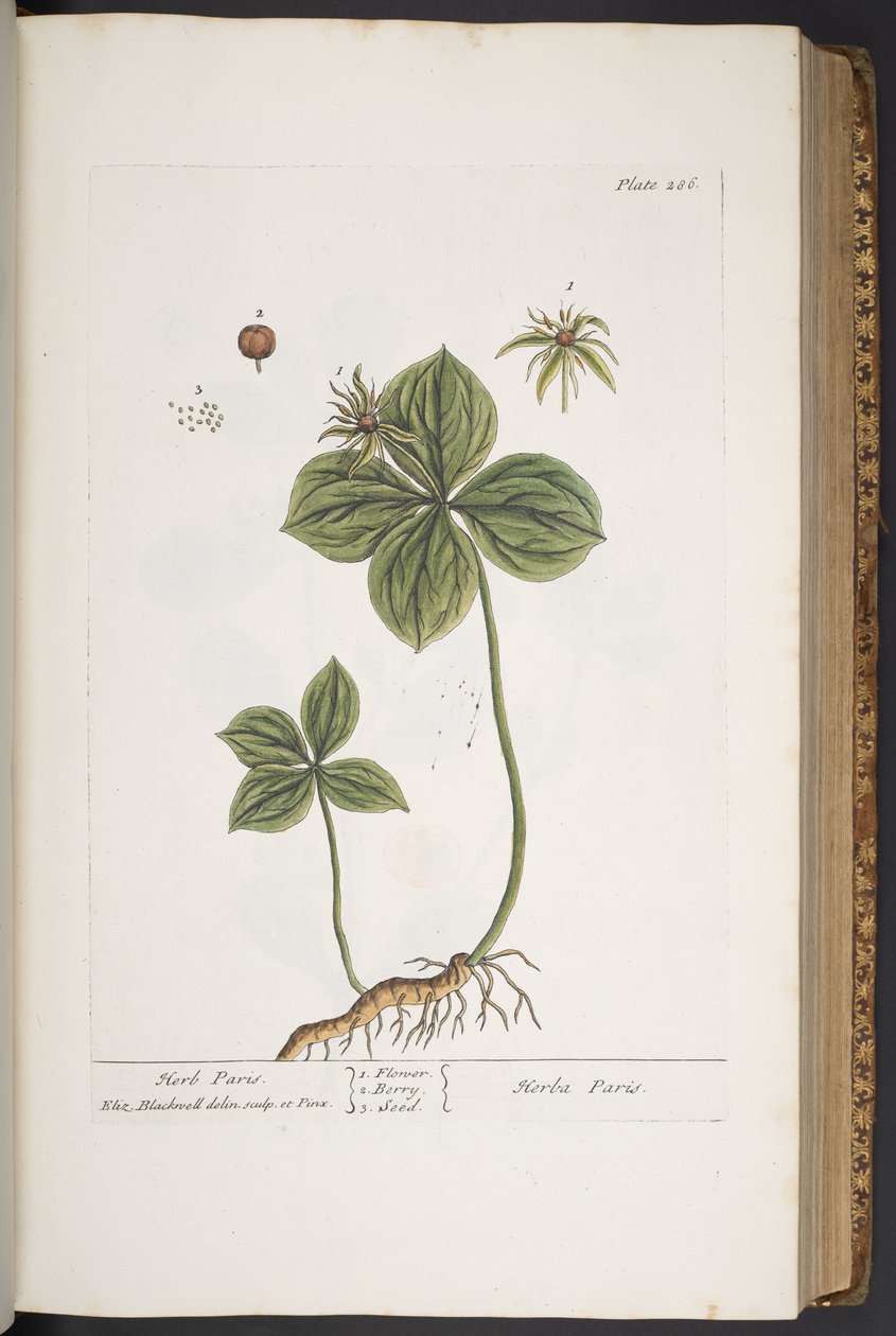 Levy 286, "A Curious Herbal" tekijältä Elizabeth Blackwell