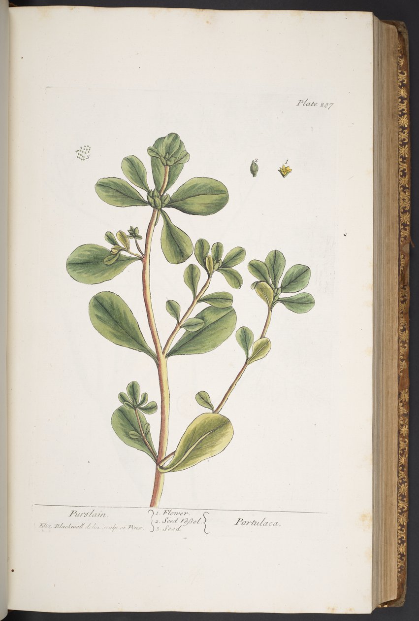 Levy 287, "A Curious Herbal" tekijältä Elizabeth Blackwell