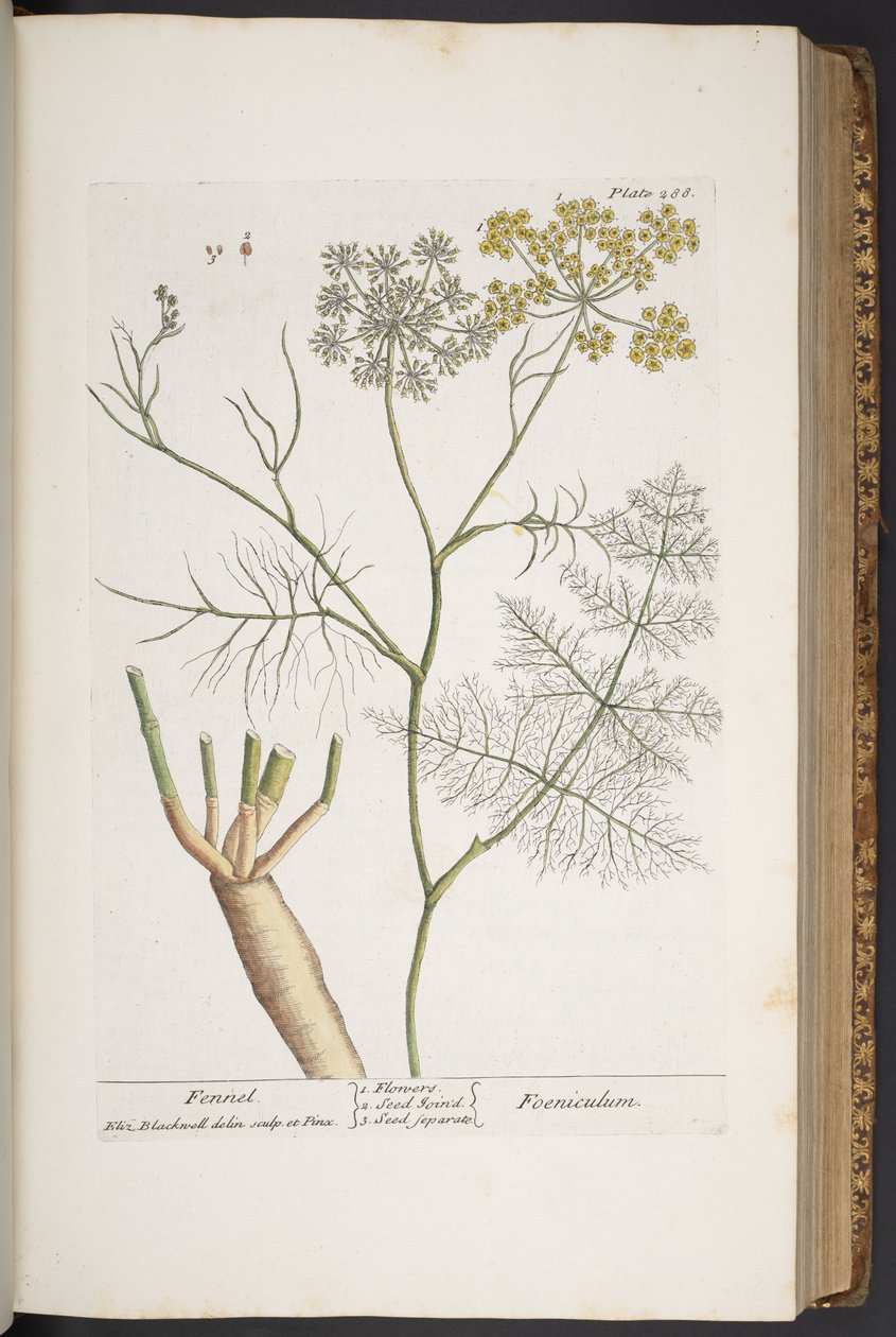 Levy 288, "A Curious Herbal" tekijältä Elizabeth Blackwell
