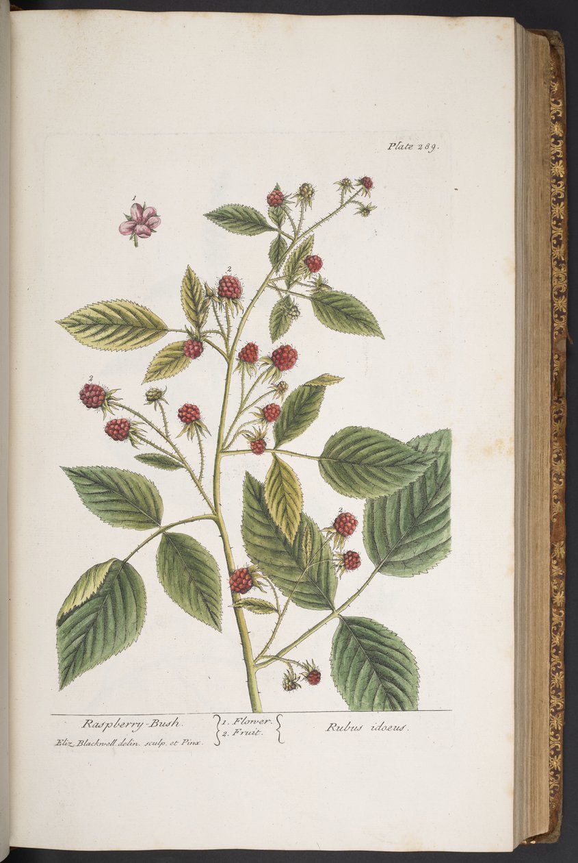 Levy 289, "A Curious Herbal" tekijältä Elizabeth Blackwell