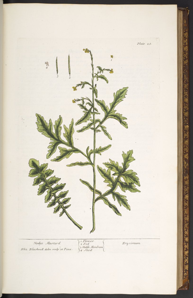 Levy 28, Hedge Sinappi, "A Curious Herbal" tekijältä Elizabeth Blackwell