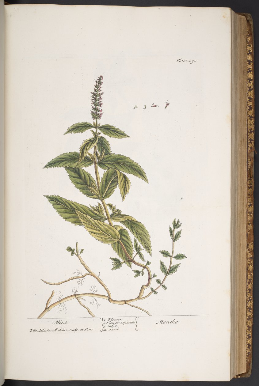 Levy 290, "A Curious Herbal" tekijältä Elizabeth Blackwell