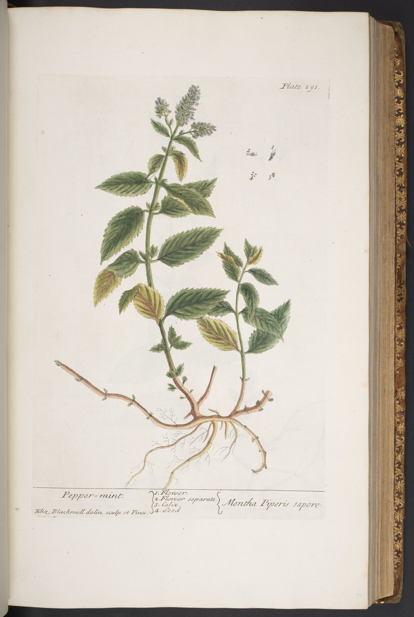 Levy 291, "A Curious Herbal" tekijältä Elizabeth Blackwell
