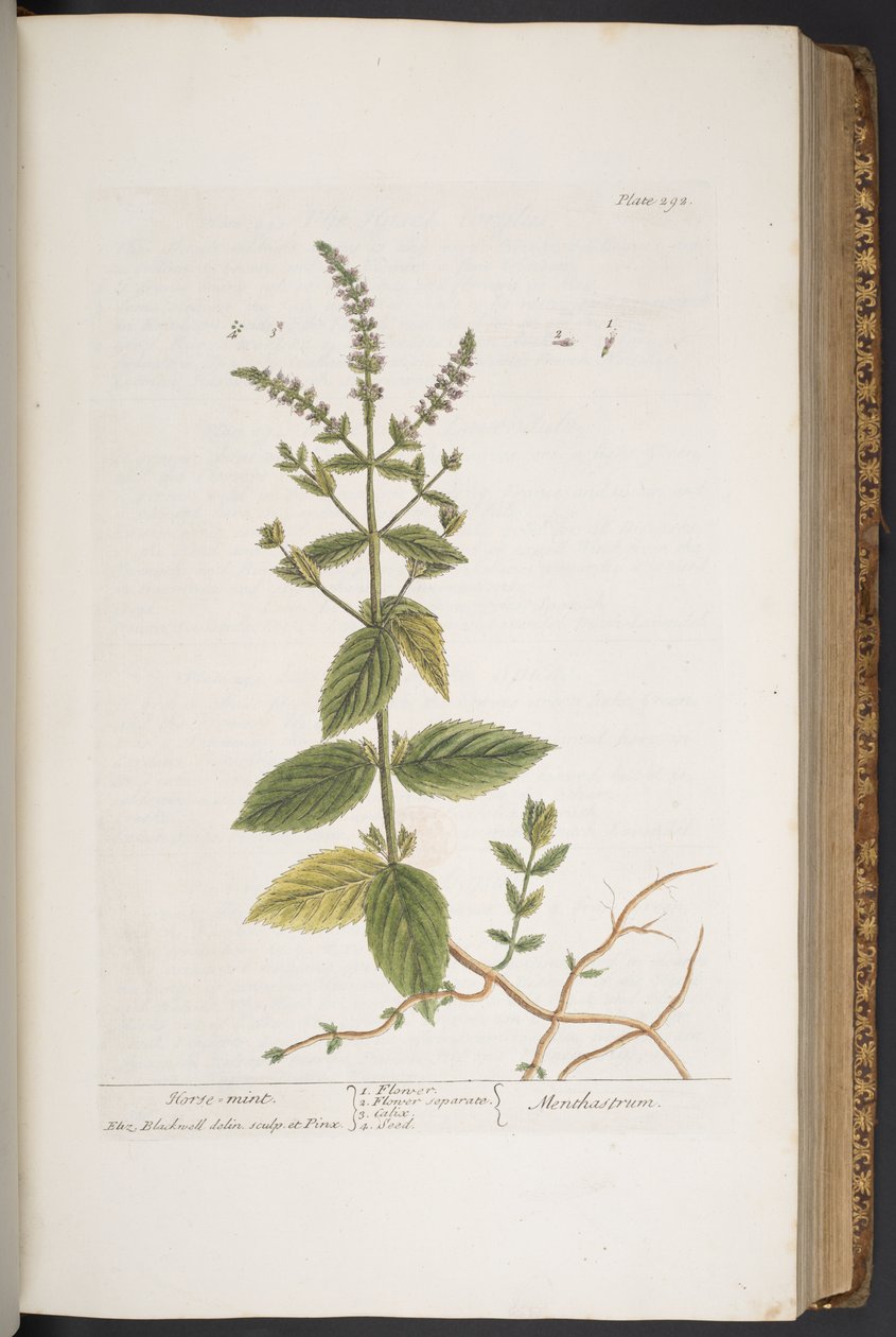 Levy 292, "A Curious Herbal" tekijältä Elizabeth Blackwell