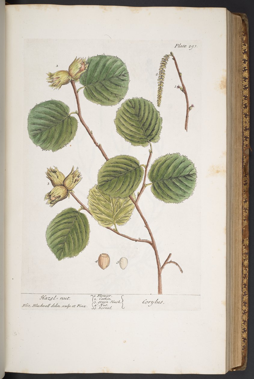 Levy 293, "A Curious Herbal" tekijältä Elizabeth Blackwell