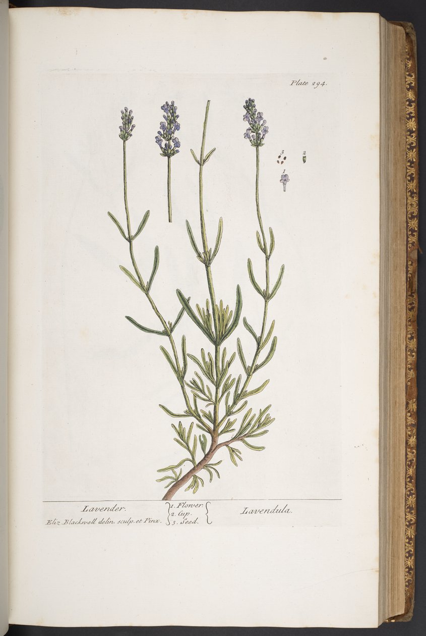 Levy 294, "A Curious Herbal" tekijältä Elizabeth Blackwell