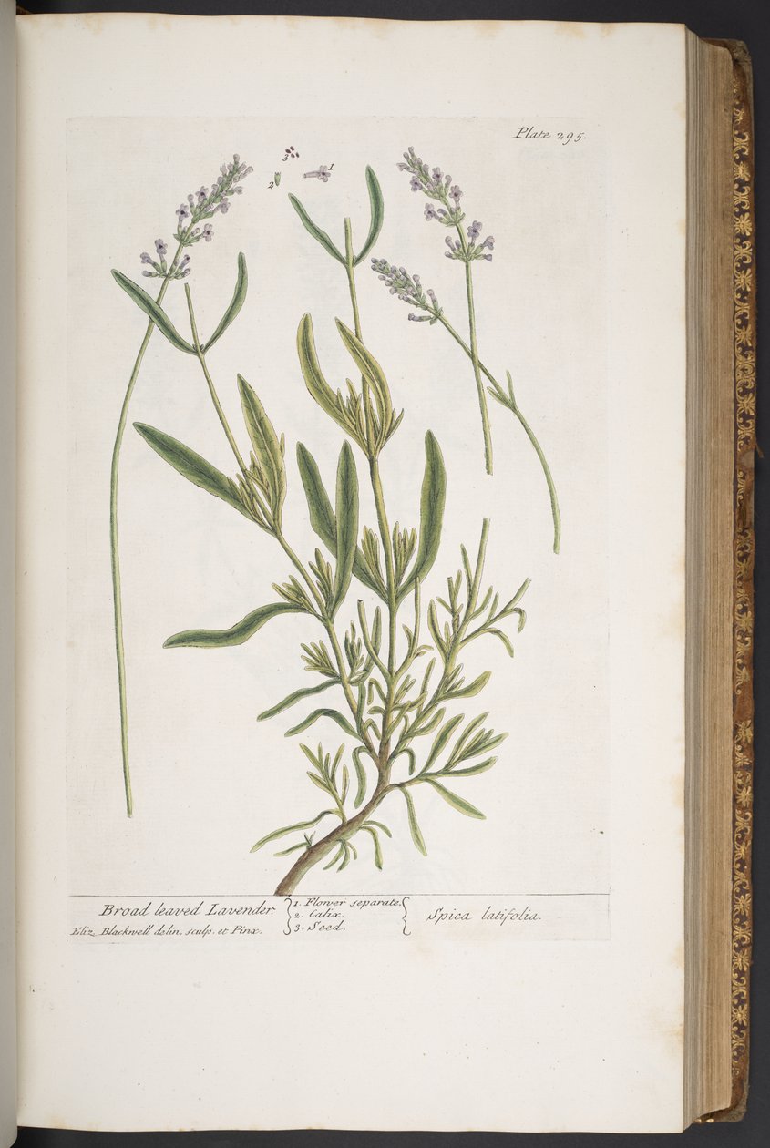 Levy 295, "A Curious Herbal" tekijältä Elizabeth Blackwell