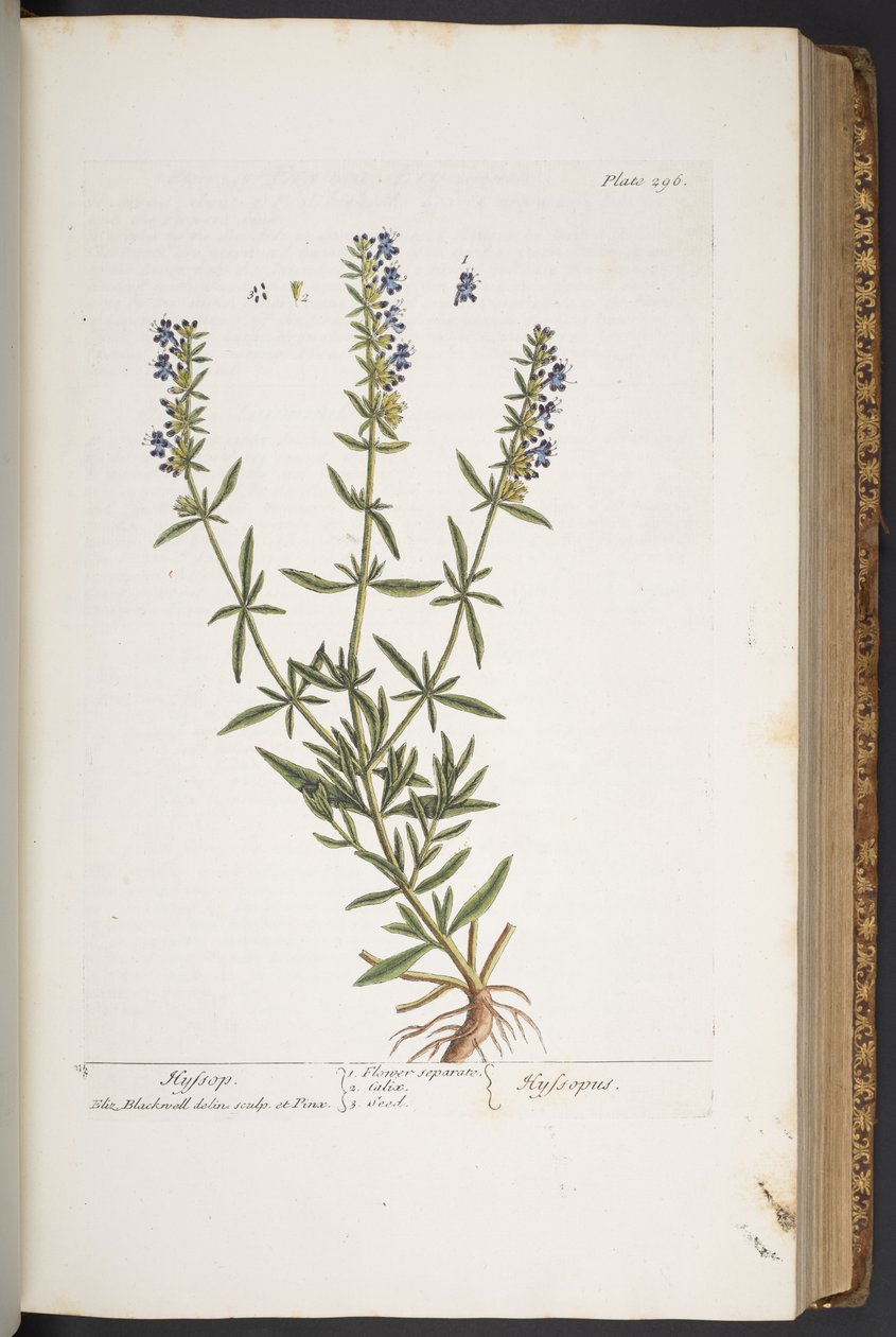 Levy 296, "A Curious Herbal" tekijältä Elizabeth Blackwell