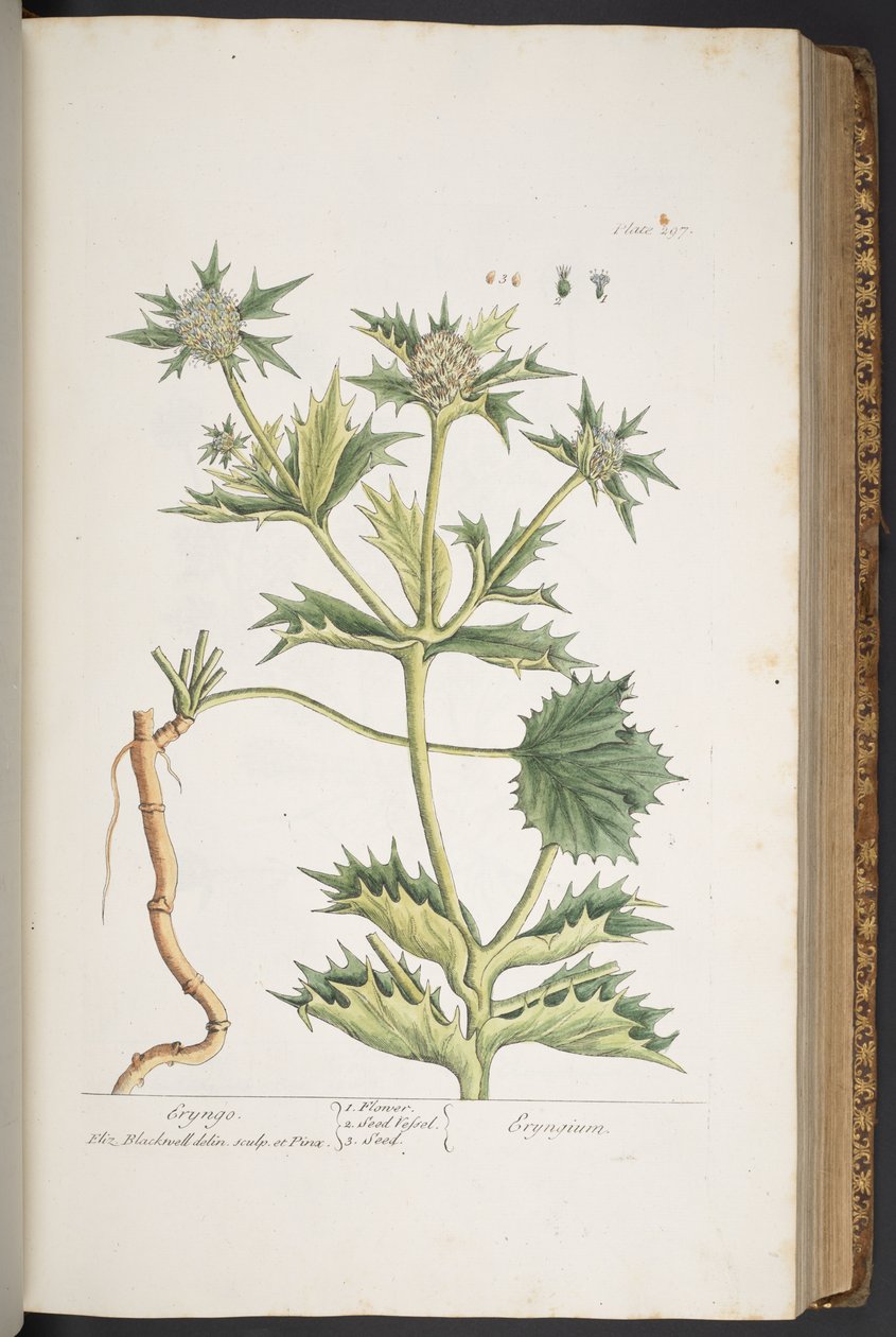 Levy 297, Eryngo, "A Curious Herbal" tekijältä Elizabeth Blackwell