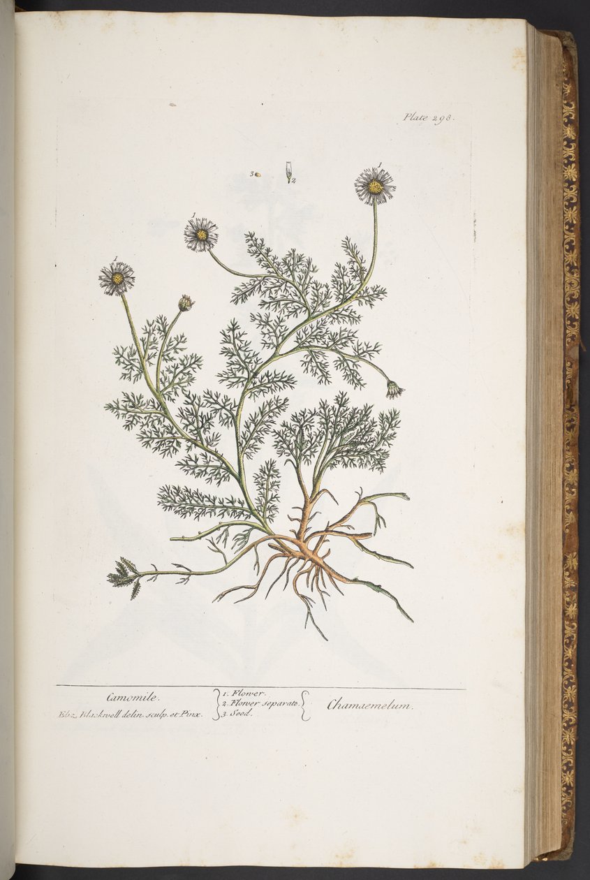 Levy 298, "A Curious Herbal" tekijältä Elizabeth Blackwell