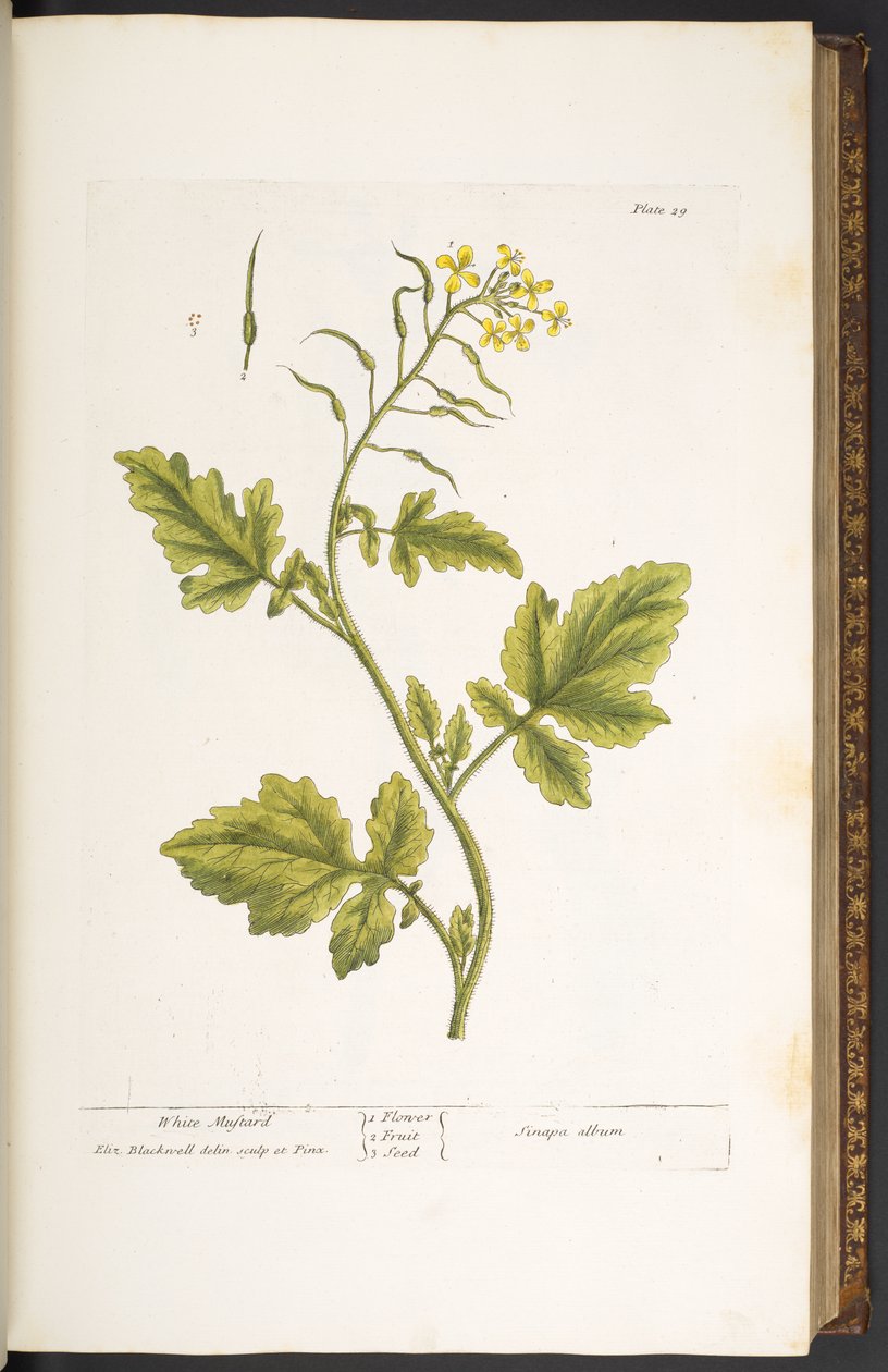 Lauta 29, White Sinappi, "A Curious Herbal" tekijältä Elizabeth Blackwell