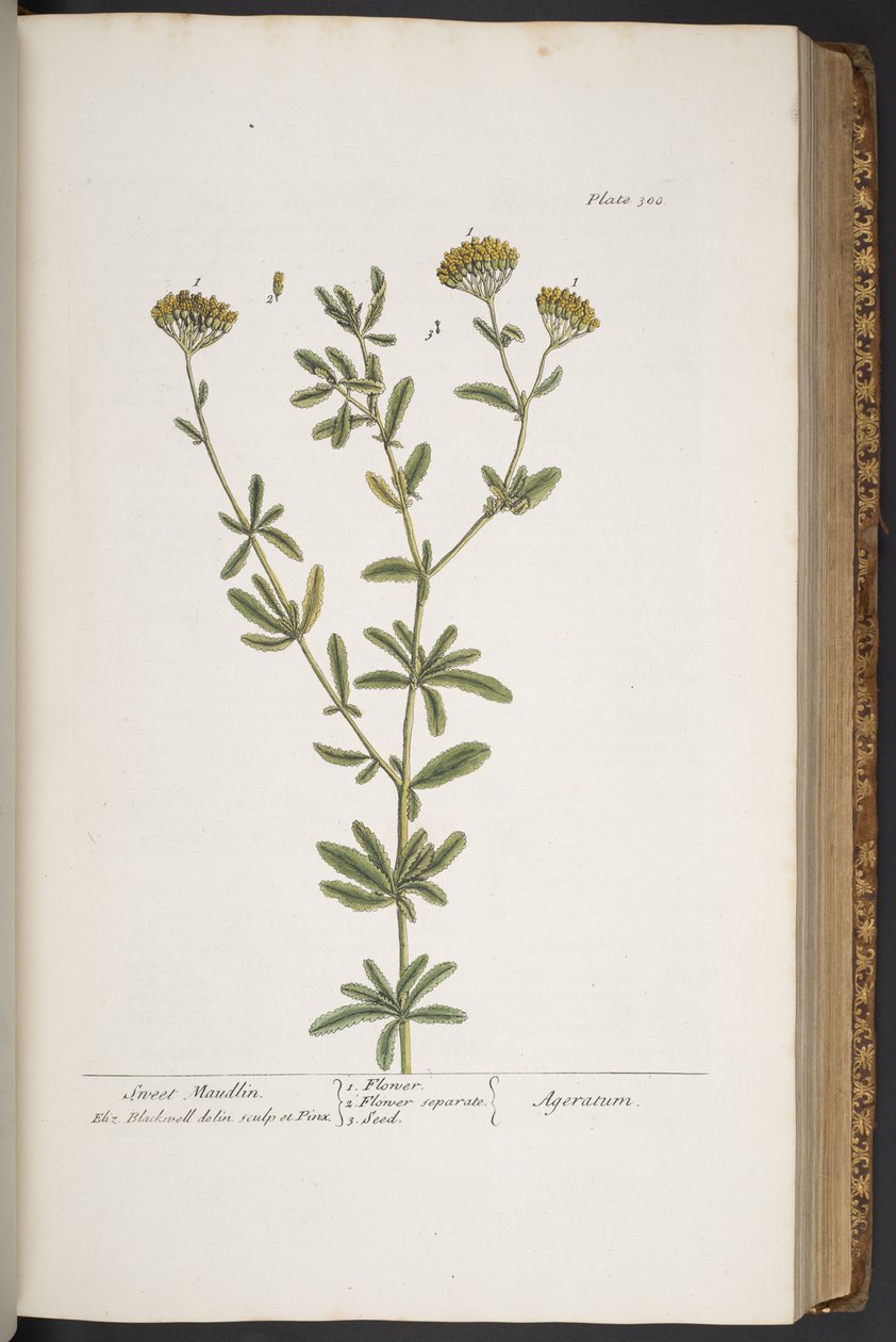 Lauta 300, "A Curious Herbal" tekijältä Elizabeth Blackwell