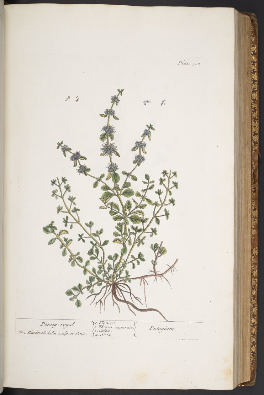 Levy 302, "A Curious Herbal" tekijältä Elizabeth Blackwell