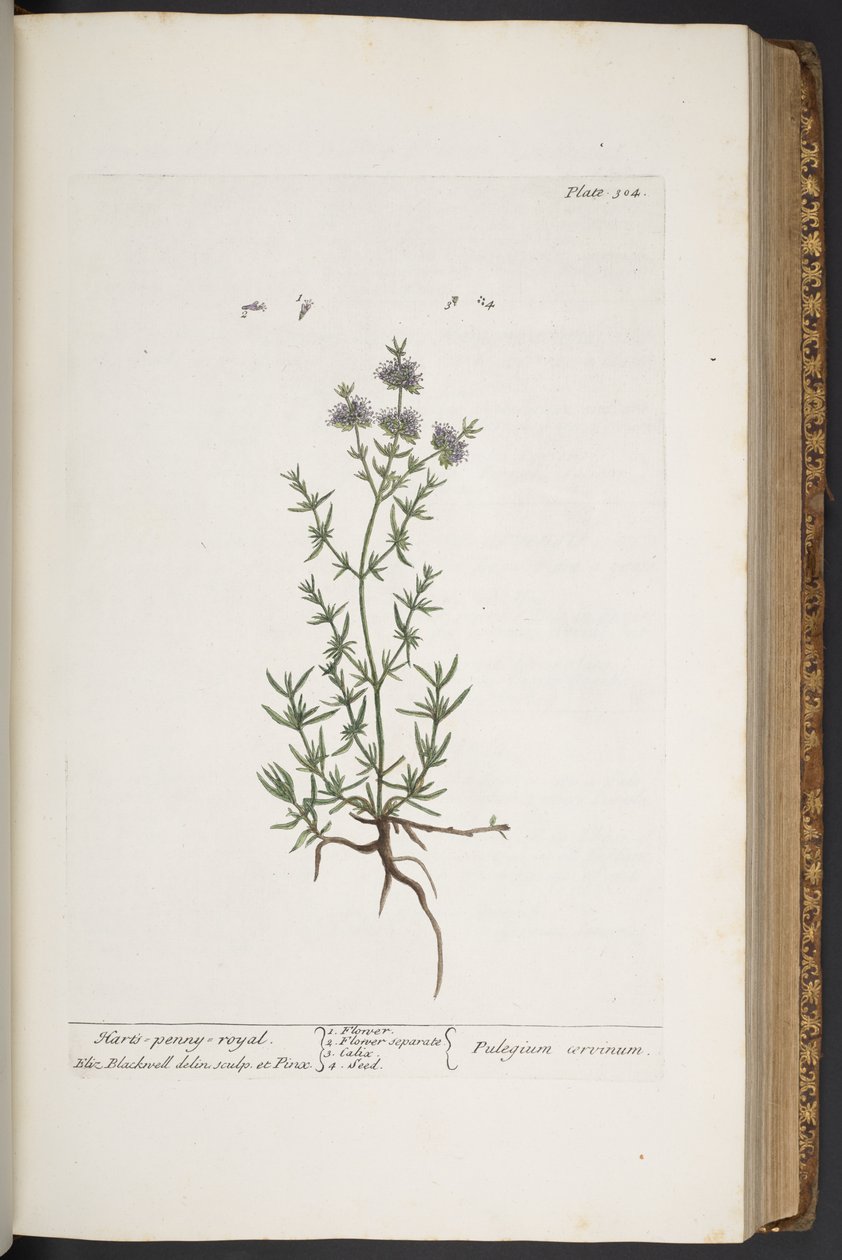 Levy 304, "A Curious Herbal" tekijältä Elizabeth Blackwell