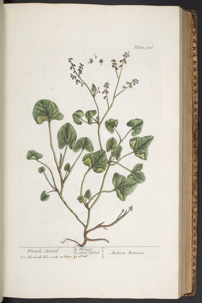 Levy 306, "A Curious Herbal" tekijältä Elizabeth Blackwell