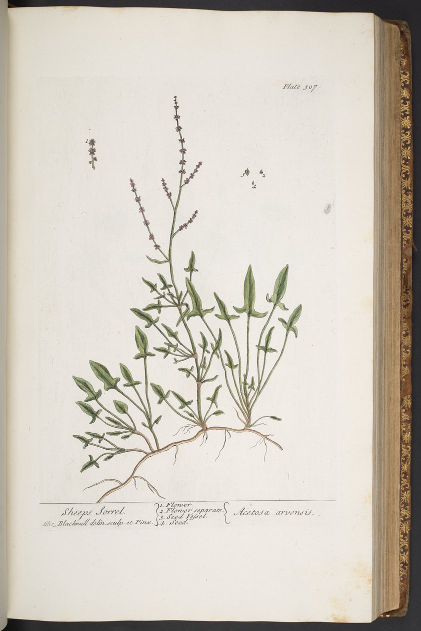 Levy 307, "A Curious Herbal" tekijältä Elizabeth Blackwell