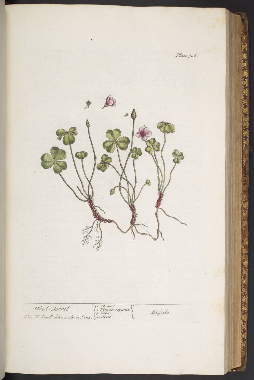 Levy 308, "A Curious Herbal" tekijältä Elizabeth Blackwell