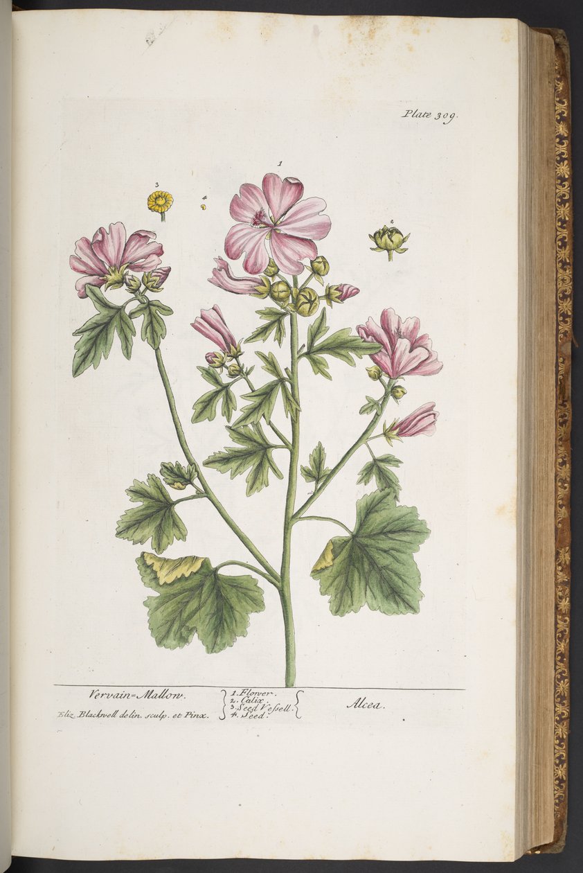 Levy 309, "A Curious Herbal" tekijältä Elizabeth Blackwell