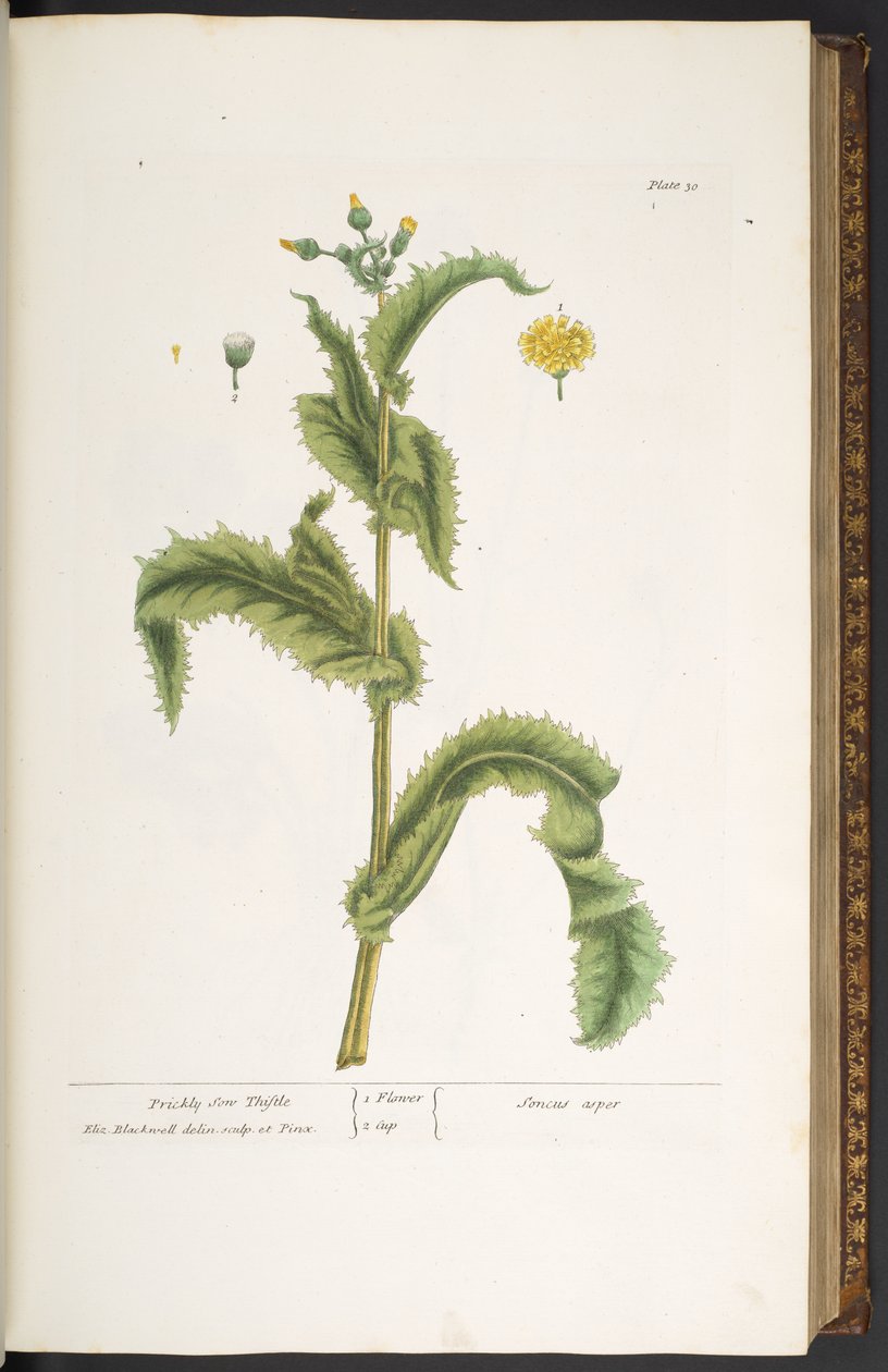 Levy 30, Prickly Son Thistle, "A Curious Herbal" tekijältä Elizabeth Blackwell