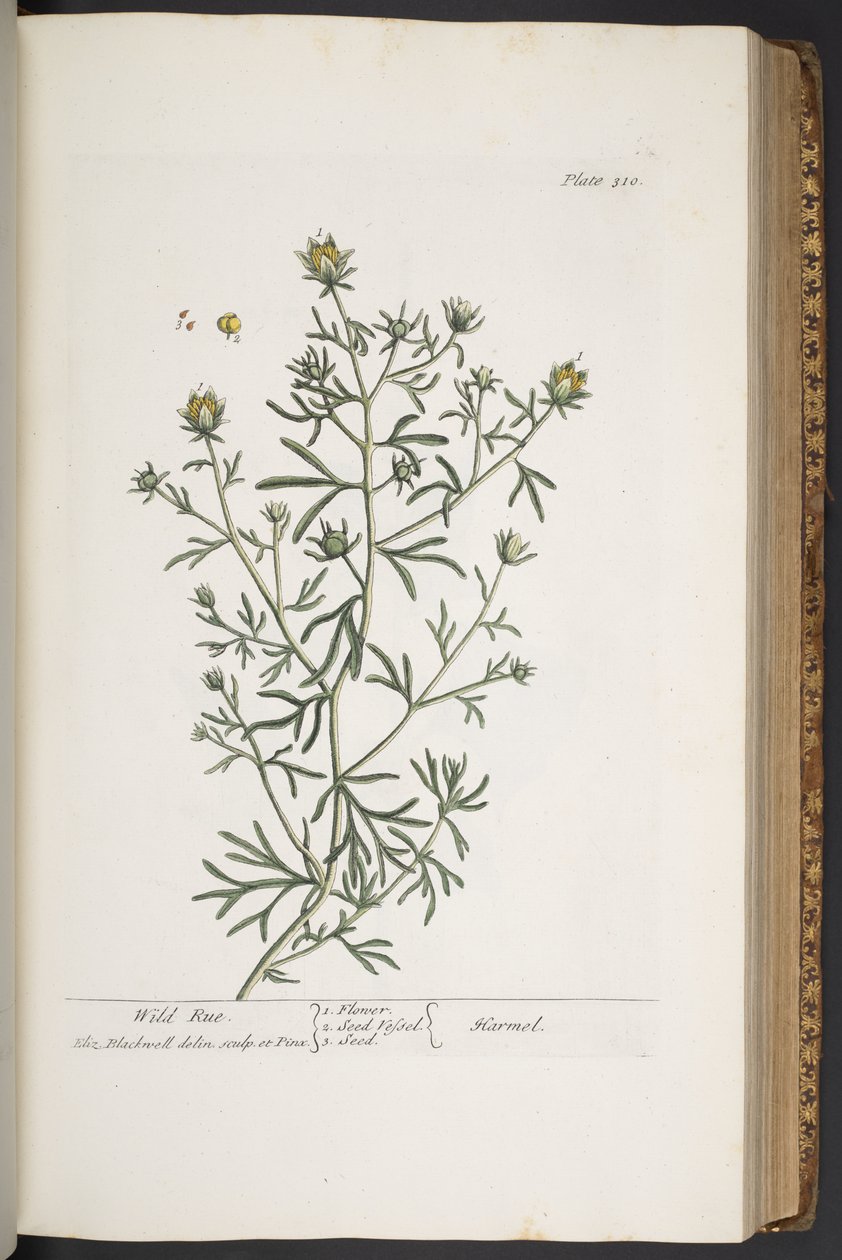 Levy 310, "A Curious Herbal" tekijältä Elizabeth Blackwell
