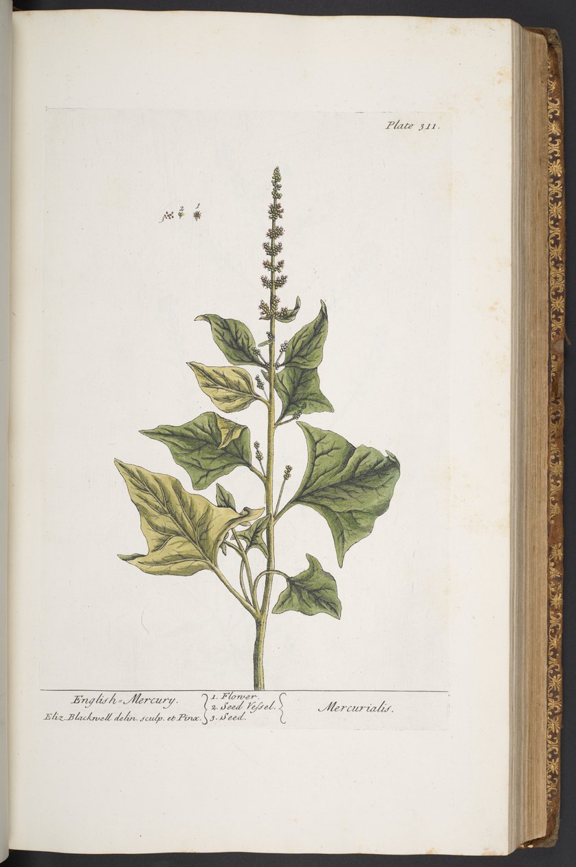 Làmina 311, de "Una herba curiosa" finlandesa tekijältä Elizabeth Blackwell