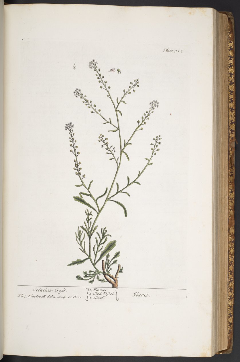 Levy 312, "A Curious Herbal" tekijältä Elizabeth Blackwell