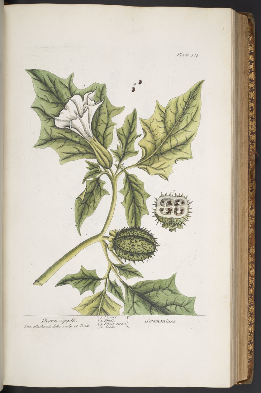 Levy 313, "A Curious Herbal" tekijältä Elizabeth Blackwell
