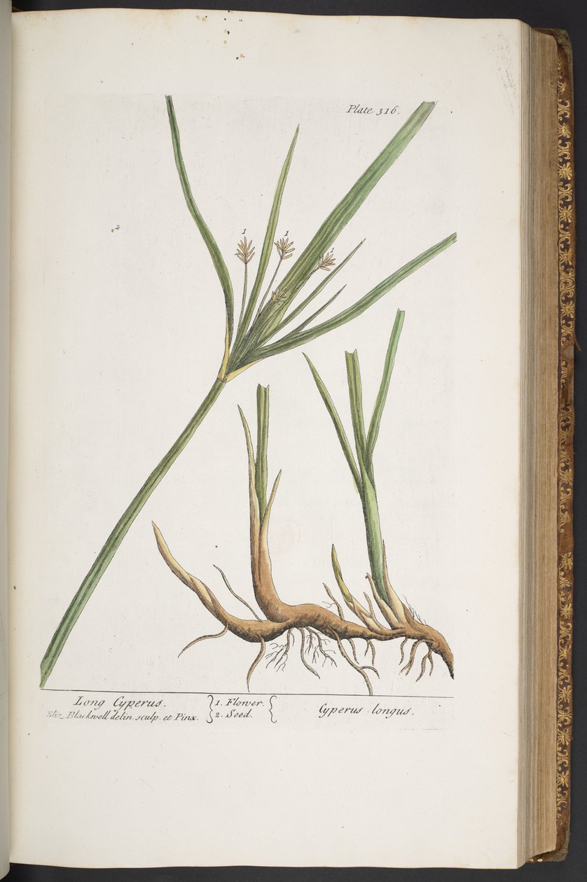 Levy 316, "A Curious Herbal" tekijältä Elizabeth Blackwell