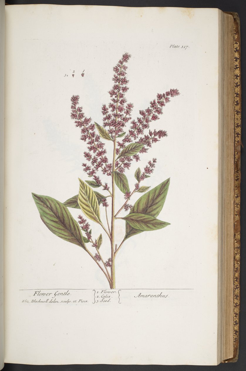 Lauta 317, Flower Gentle tai Amaranthus, "A Curious Herbal" tekijältä Elizabeth Blackwell