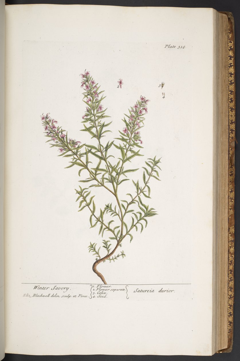 Levy 318, "A Curious Herbal" tekijältä Elizabeth Blackwell
