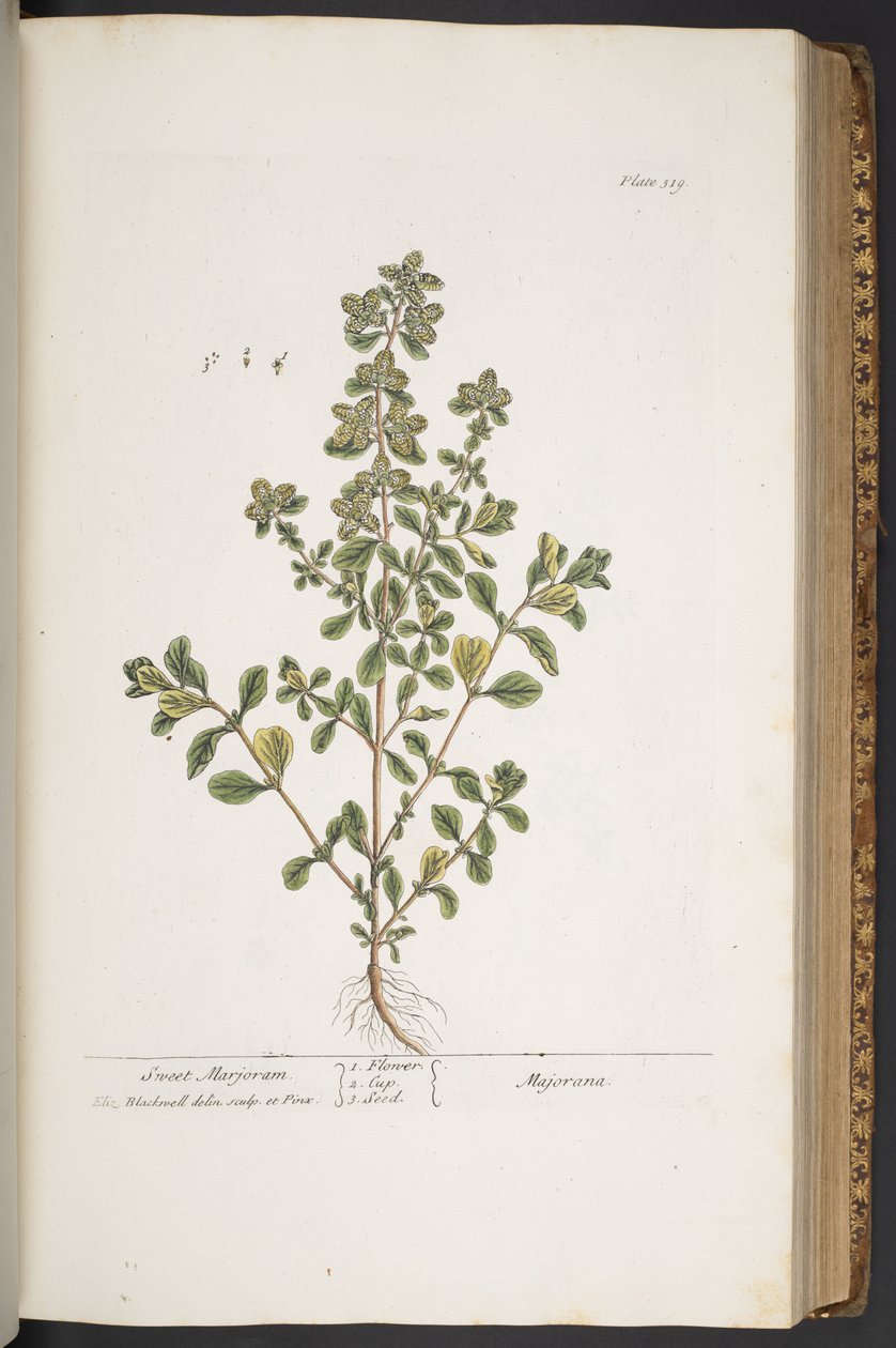 Levy 319, "A Curious Herbal" tekijältä Elizabeth Blackwell