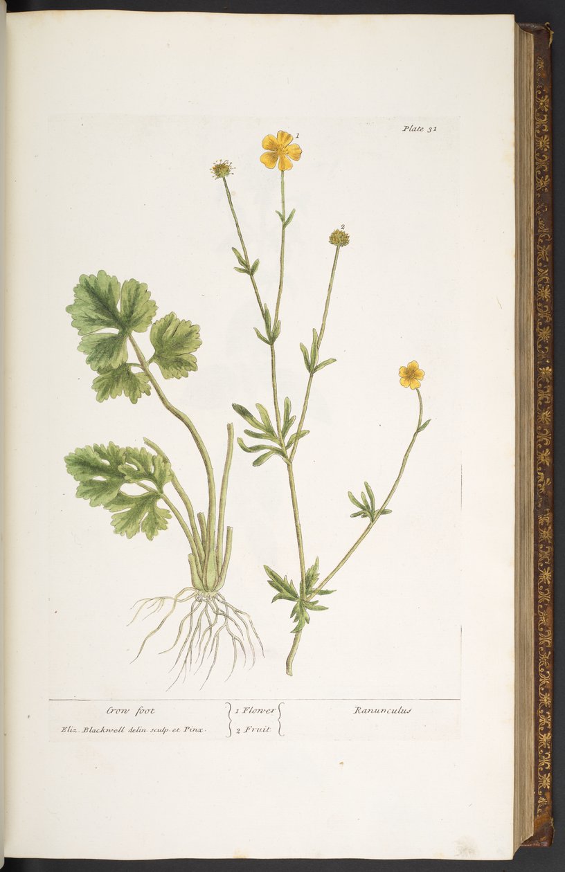 Levy 31, Crow Foot, "A Curious Herbal" tekijältä Elizabeth Blackwell
